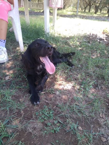 CHOCO  cucciolo di setter di 10 mesi | Foto 2