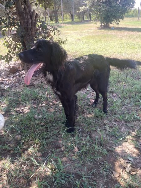 CHOCO  cucciolo di setter di 10 mesi | Foto 1