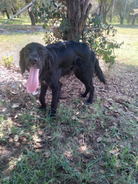 CHOCO  cucciolo di setter di 10 mesi | Foto 0