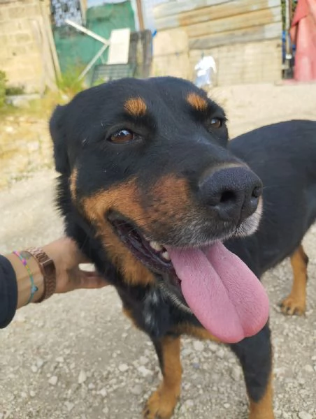 SASHA  cagnolina simil rottweiler di 4 anni | Foto 5