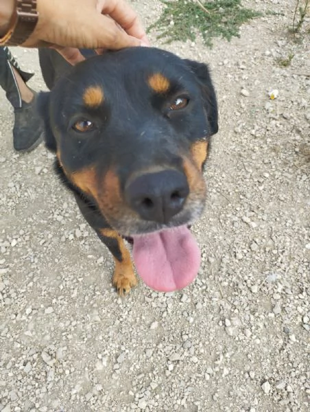 SASHA  cagnolina simil rottweiler di 4 anni | Foto 4