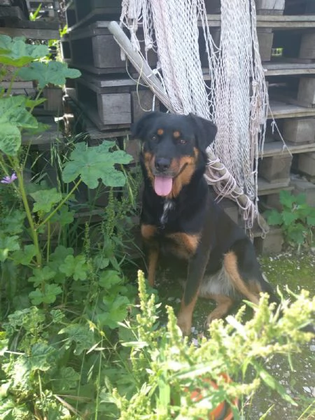 SASHA  cagnolina simil rottweiler di 4 anni | Foto 2