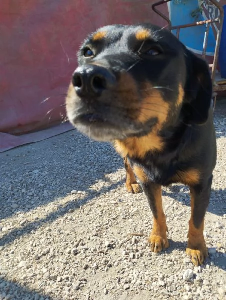 SASHA  cagnolina simil rottweiler di 4 anni | Foto 1