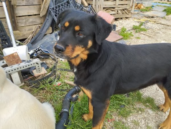 SASHA  cagnolina simil rottweiler di 4 anni