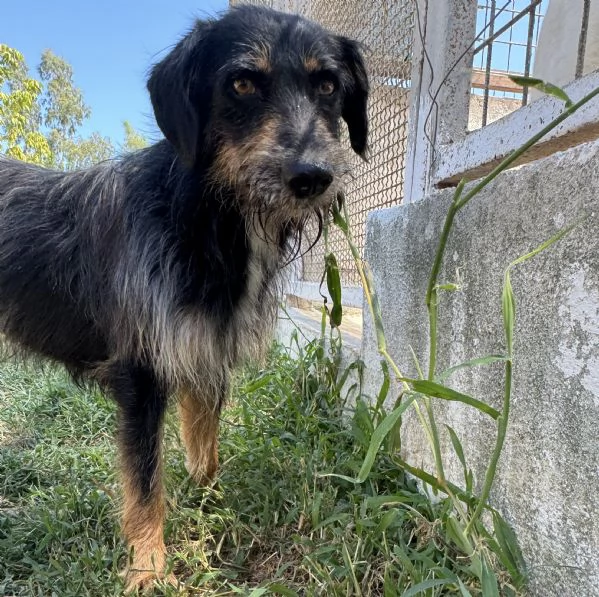 LEY  cagnolino di 5 anni e mezzo