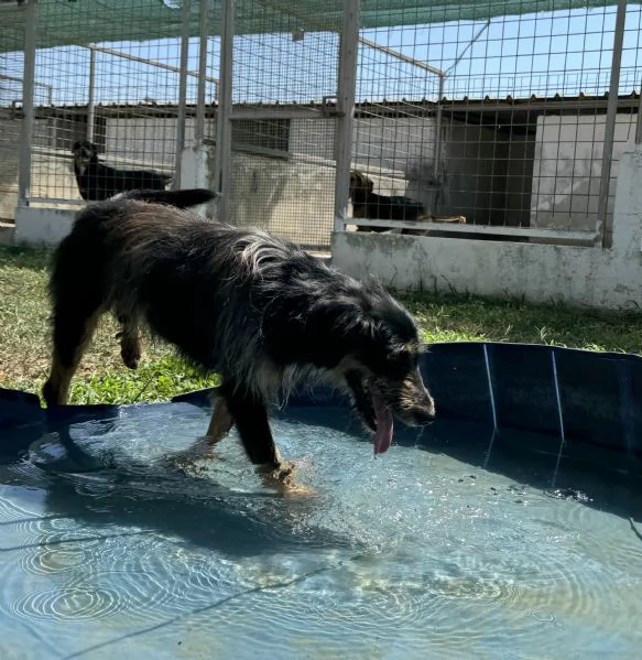 LEY  cagnolino di 5 anni e mezzo | Foto 1