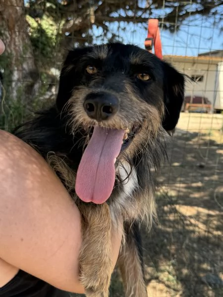 LEY  cagnolino di 5 anni e mezzo | Foto 0