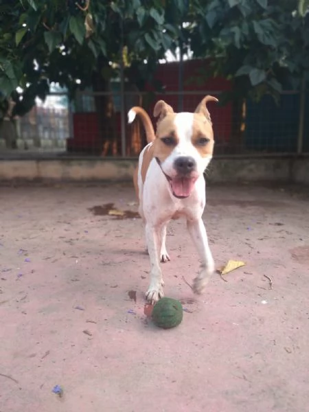 SHILA  simil pitbull di 5 anni | Foto 5