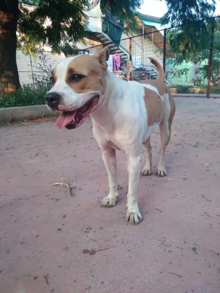 SHILA  simil pitbull di 5 anni | Foto 3