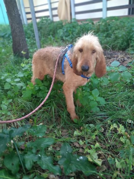 SPINO  cagnolino di 5 anni