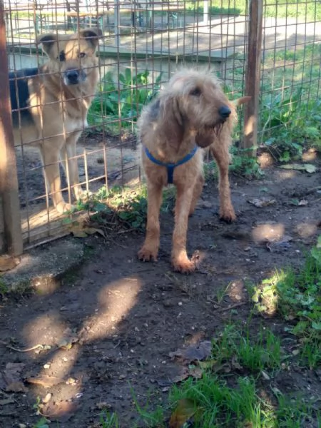 SPINO  cagnolino di 5 anni | Foto 2