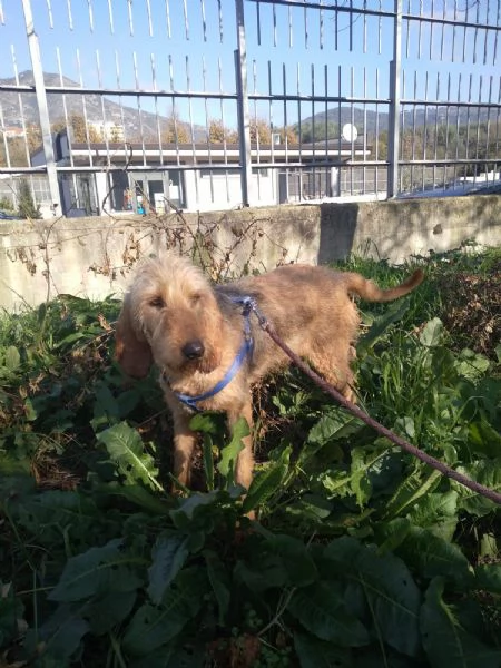 SPINO  cagnolino di 5 anni | Foto 0