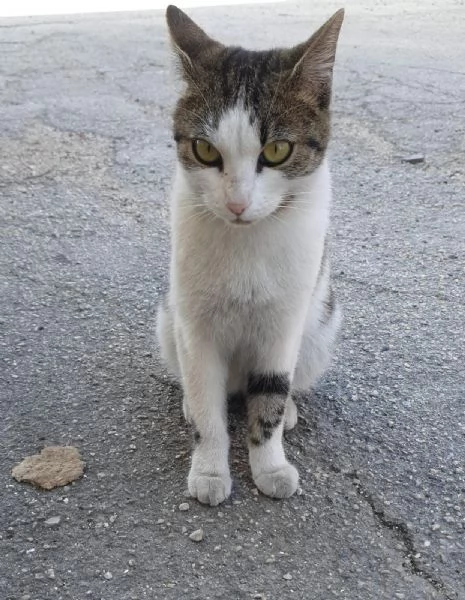 PRINCIPESSA  gattina di 1 anno e mezzo | Foto 0