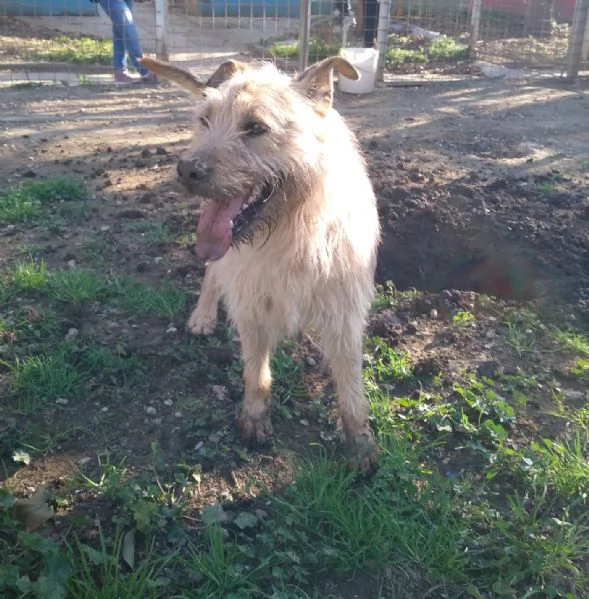 TOMMY  cagnolino di 4 anni  taglia media | Foto 2