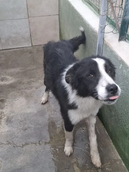 EROS  simil border collie di 2 anni