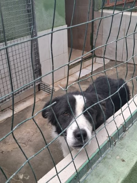 EROS  simil border collie di 2 anni | Foto 4