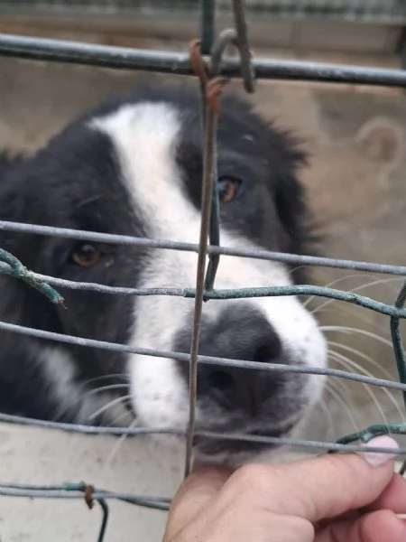 EROS  simil border collie di 2 anni | Foto 3