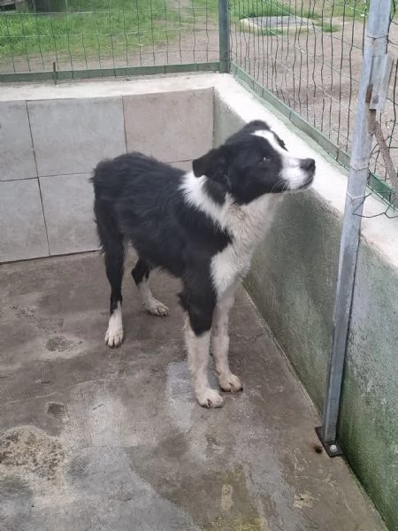 EROS  simil border collie di 2 anni | Foto 2