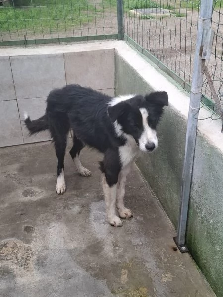 EROS  simil border collie di 2 anni | Foto 1