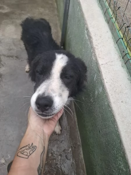 EROS  simil border collie di 2 anni | Foto 0