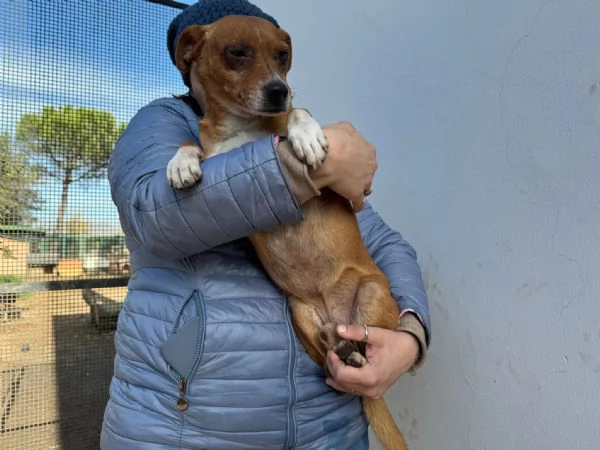 JAMES  cagnolino di 3 anni  taglia mediopiccola | Foto 3