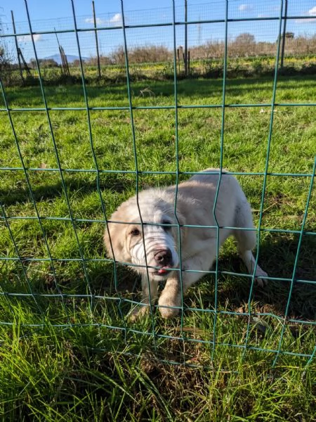 ARCA  cucciola di 3 mesi  taglia grande | Foto 6