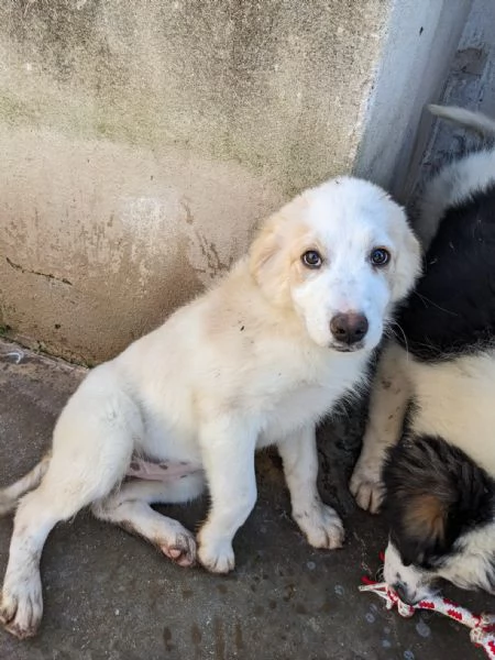 ARCA  cucciola di 3 mesi  taglia grande | Foto 5