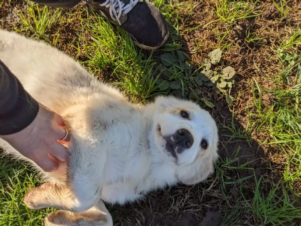 ARCA  cucciola di 3 mesi  taglia grande | Foto 4