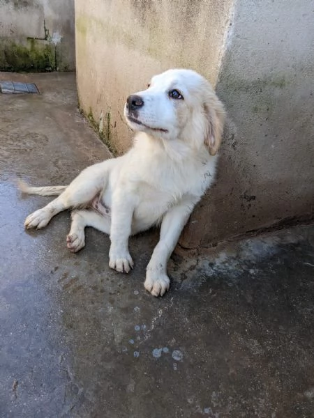 ARCA  cucciola di 3 mesi  taglia grande | Foto 2