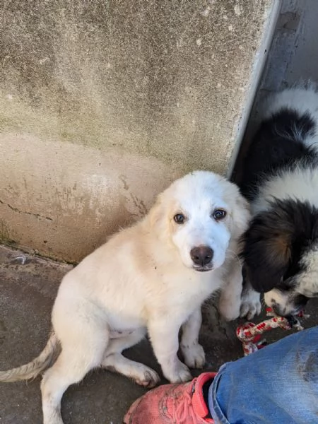 ARCA  cucciola di 3 mesi  taglia grande | Foto 1