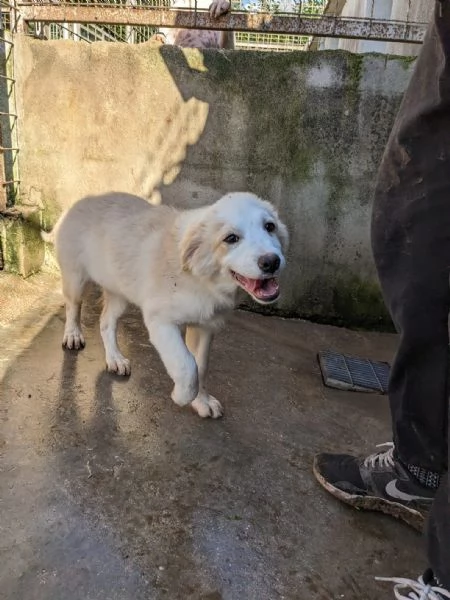 ARCA  cucciola di 3 mesi  taglia grande | Foto 0