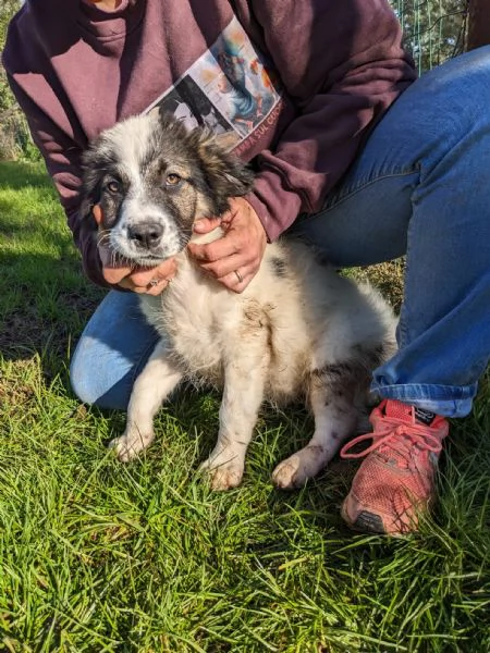 MOSE  cucciolo di 3 mesi  taglia grande | Foto 4