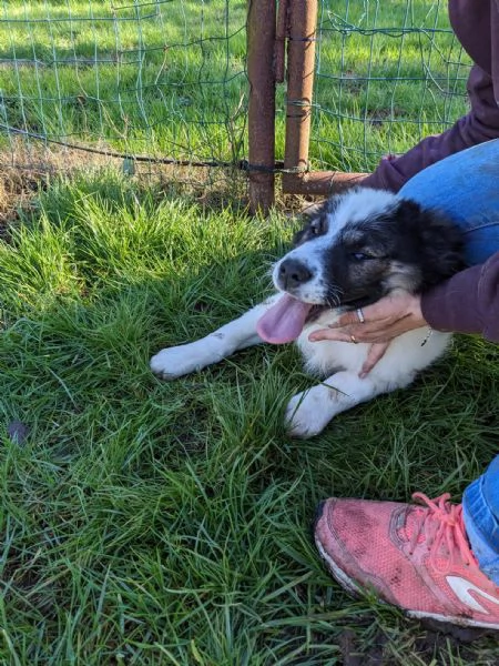 MOSE  cucciolo di 3 mesi  taglia grande | Foto 3