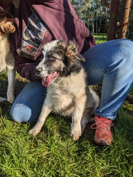 MOSE  cucciolo di 3 mesi  taglia grande | Foto 1