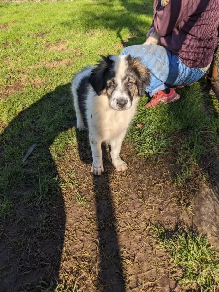 MOSE  cucciolo di 3 mesi  taglia grande | Foto 0