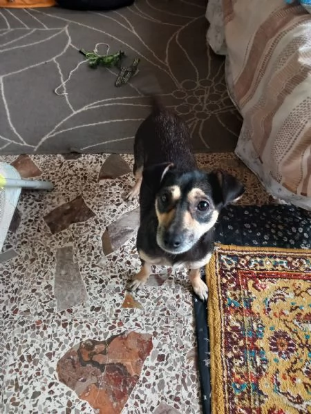 LIZZIE  cagnolina simil pinscher di 4 anni  taglia piccola