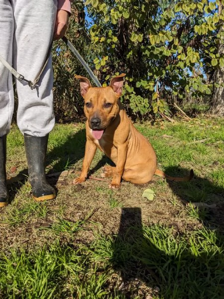 ROMA  cucciola simil amstaffpitbull di 9 mesi | Foto 3