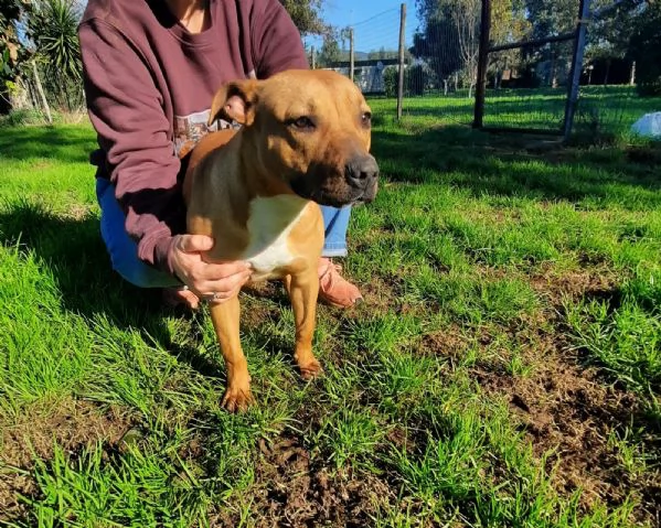 ROMA  cucciola simil amstaffpitbull di 9 mesi | Foto 2