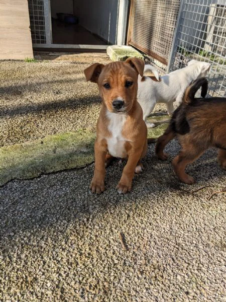 CUCCIOLI DI 2 MESI | Foto 3