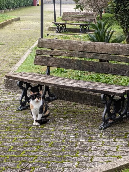 MASCHERINA  gattina di 1 anno