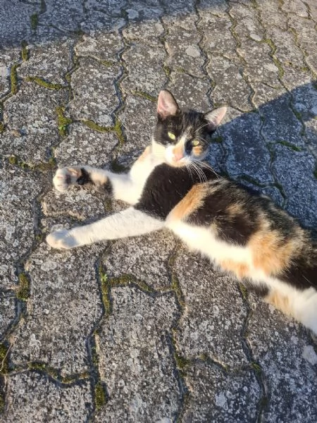 MASCHERINA  gattina di 1 anno | Foto 0