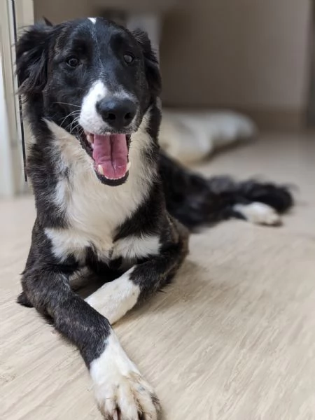 SASHA  cucciola simil border collie di 8 mesi