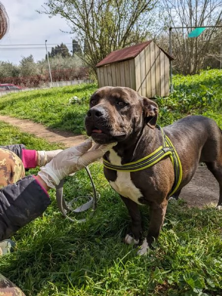 MILA  pitbull di 5 anni | Foto 1