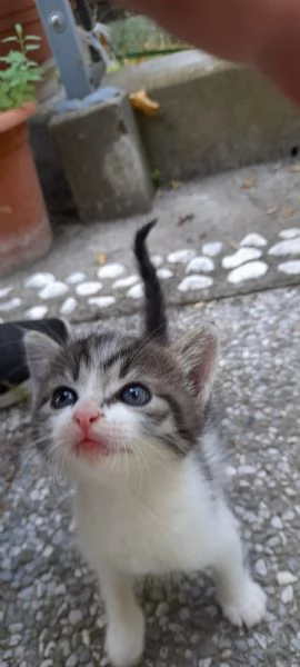 DOLCI DUE GATTINI DA PRENDERE | Foto 0