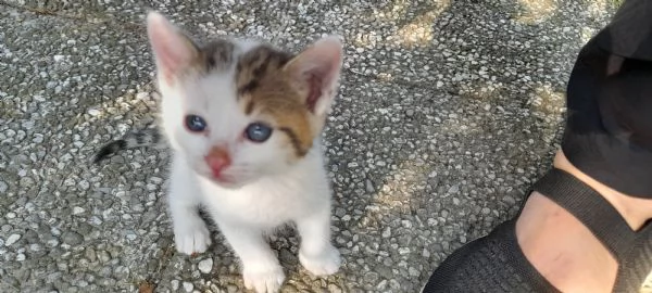 DOLCI DUE GATTINI DA PRENDERE