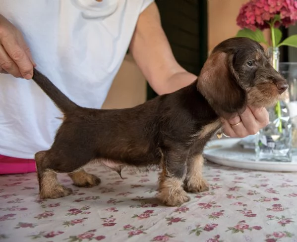 Cuccioli di bassotti nani pelo duro