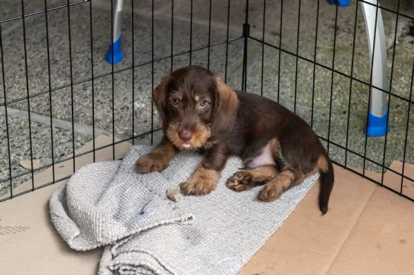 Cuccioli di bassotti nani pelo duro | Foto 3