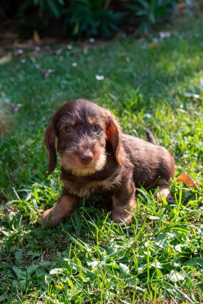 Cuccioli di bassotti nani pelo duro | Foto 2