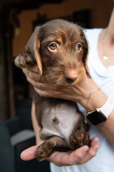 Cuccioli di bassotti nani pelo duro | Foto 1