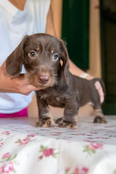 Cuccioli di bassotti nani pelo duro | Foto 0